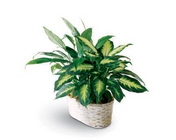 /images/ftd09white/C25-2956S^1lg.jpg Spathiphyllum and Dieffenbachia